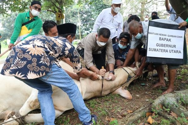 Wagub Sumut Sembelih Sapi Kurban dari Presiden RI